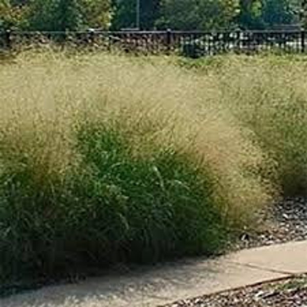 Sand Love Grass | Clearance | Eragrostis trichodes | 500 Seeds | Native Michigan Plants | Veteran Owned | Pure Michigan