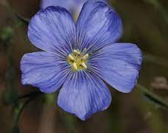 Lewis Flax | West | Linum lewisii | Prairie Flax | Blue Flax | 200 Seeds | Perennials | Garden Flowers | North American Native Flowers