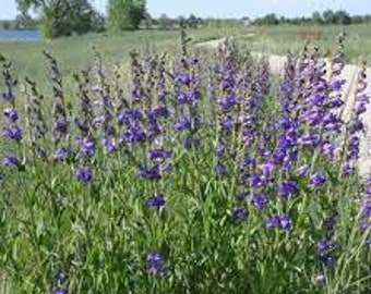 Rocky Mountain Penstemon | West | Penstemon strictus | 100 Seeds | North American Native Wildflowers | Veteran Owned Business