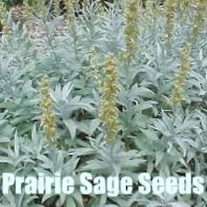 Prairie Sage | North America | Artemisia ludoviciana | 200 Seeds | Michigan Natives | Veteran Owned