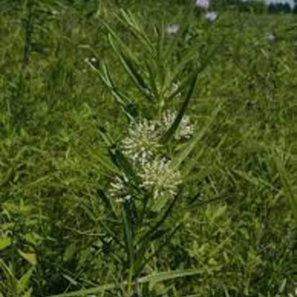 Tall Green Milkweed | East |  Asclepias hirtella | 10 Seeds | Perennials | Garden | Michigan Native Flowers