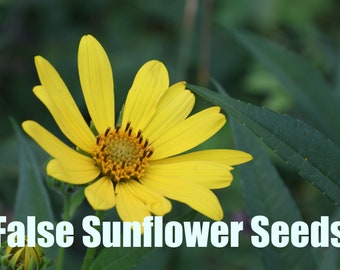 False Sunflower | North America | 50 Seeds |  Helianthus helianthoides | Michigan Native Seeds | Veteran Owned
