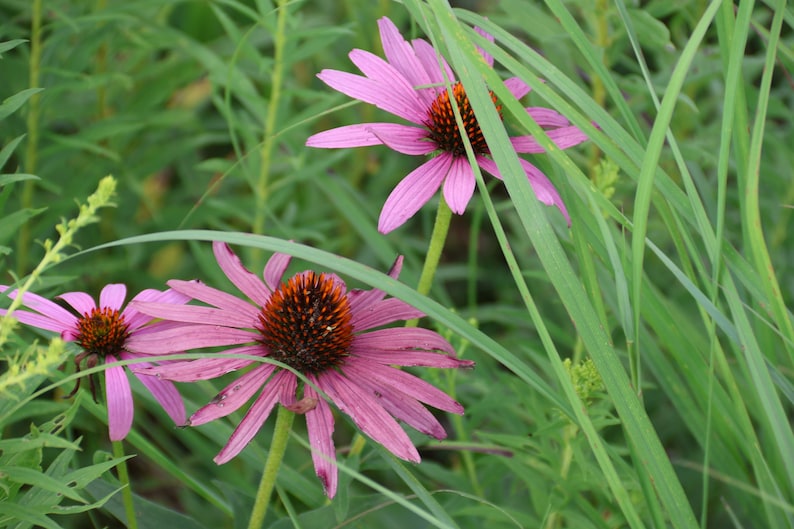 Purple Coneflower Clearance Echinacea purpurea 50 Seeds Michigan Native Flowers Veteran Owned image 2