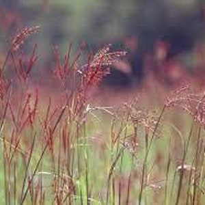 Big Bluestem Andropogon gerardii Drop Down Menu North American Grasses Pure Michigan image 3