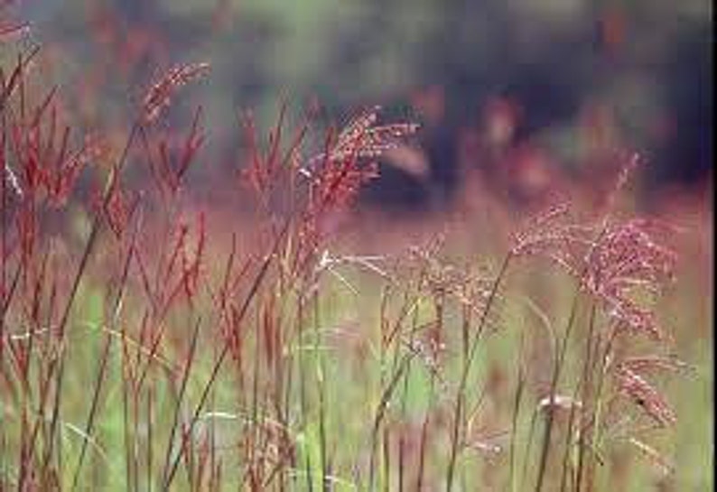 Big Bluestem Andropogon gerardii Drop Down Menu North American Grasses Pure Michigan image 3