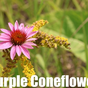 Purple Coneflower Clearance Echinacea purpurea 50 Seeds Michigan Native Flowers Veteran Owned image 1