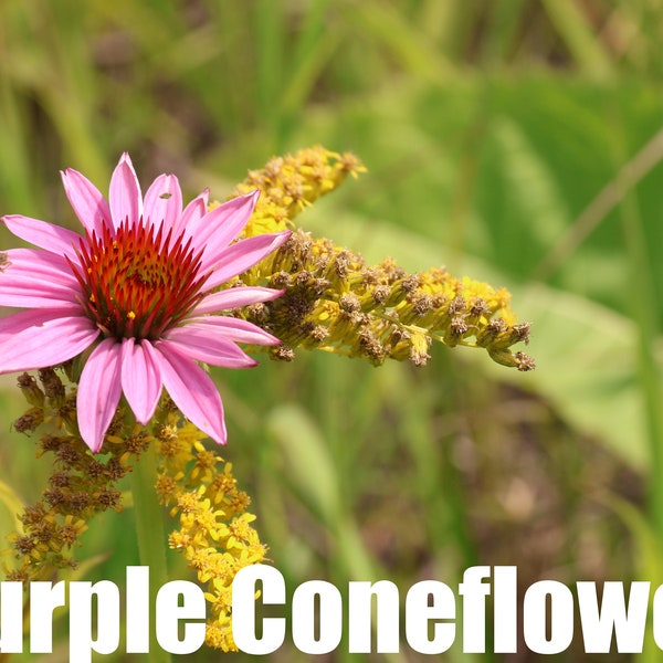 Purple Coneflower | East | Echinacea purpurea  | 50 Seeds | Michigan Native Flowers | Veteran Owned