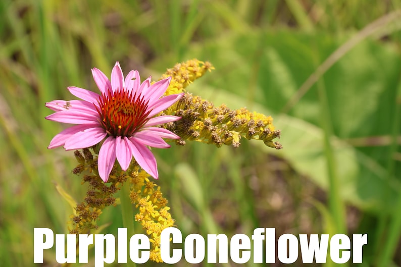 Purple Coneflower Clearance Echinacea purpurea 50 Seeds Michigan Native Flowers Veteran Owned image 1