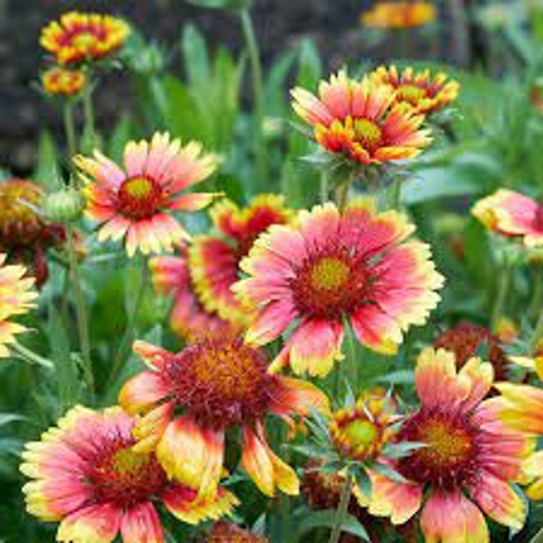 Indian Blanket Southwest Gaillardia Pulchella 200 Seeds North American