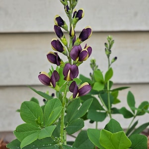 Blue Wild Indigo | East | Baptisia australis | 50 Seeds | Michigan Owned | Veteran Owned