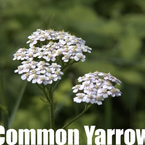 Common Yarrow | North America | Achillea millefolium | 1000 Seeds | Michigan Natives | Medicinal Plants