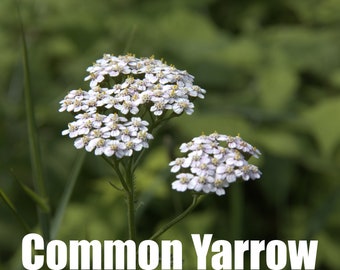 Common Yarrow | North America | Achillea millefolium | 1000 Seeds | Michigan Natives | Medicinal Plants