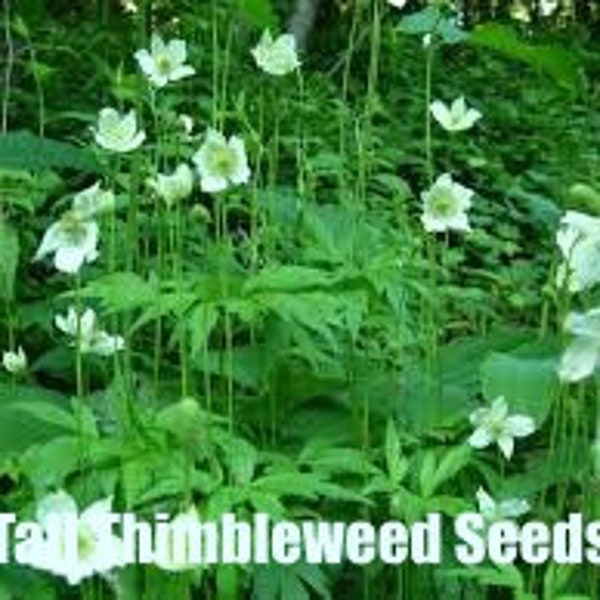 Tall Thimbleweed | East | Anemone virginiana | 100 Seeds | Michigan Natives | Veteran Owned | Full Sun Flowers