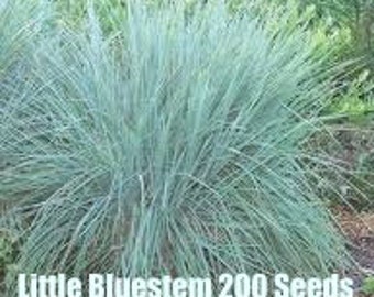 Little Bluestem | Schizachyrium scoparius | 200 Seeds | Veteran Owned | Pure Michigan | Native Grasses