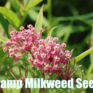 Swamp Milkweed | North America | Asclepsias incarnata | 50 Seeds  | Michigan Natives | Veteran Owned Businesss