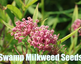 Swamp Milkweed | North America | Asclepsias incarnata | 50 Seeds  | Michigan Natives | Veteran Owned Businesss