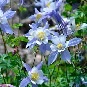 Blue Rocky Mountain Columbine | West |  Aquilegia caerulea | 50 Seeds |  Native Flowers | Perennials | North American Wildlfowers