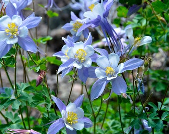 100 Wild Columbine Seeds. Aquilegia Canadensis. MEDICINAL - Etsy