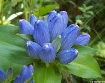 Bottle Gentian | Midwest | Gentiana andrewsii | 200 Seeds | Veteran Owned Business | Pure Michigan | Wildflowers | Blue Flowers