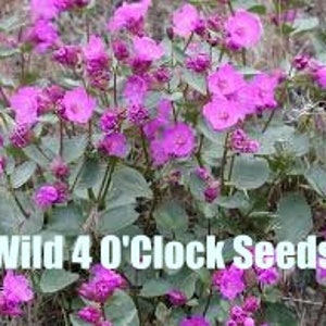 Wild 4 O'clock | North America | Mirabilis nyctaginea | 25 Seed Packs | Veteran Owned Business