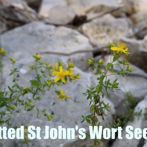 Dotted St. John's Wort | East | Hypericum punctatum | 100 Seeds | Veteran Owned Business| Michigan Native Seeds