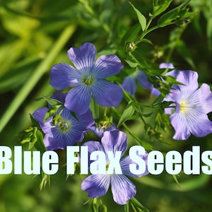 Blue Flax | Linum perenne | 200 Seeds | Perennials | Garden Flowers | Blue Flowers