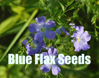 Blue Flax | Linum perenne | 200 Seeds | Perennials | Garden Flowers | Blue Flowers