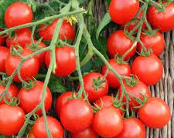 Red Cherry Tomato Seeds | Clearance | Lycopersicon esculentum | 10 Seeds | Heirloom | Homesteading | Gardens