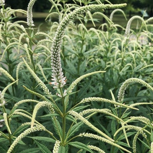 Culver's Root | East | Veronicastrum virginicum | 100 Seeds  | Michigan Natives | Veteran Owned Businesss