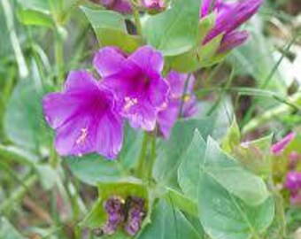 Wild 4 O'clock | North America | Mirabilis nyctaginea | 25 Seed Packs | Veteran Owned Business