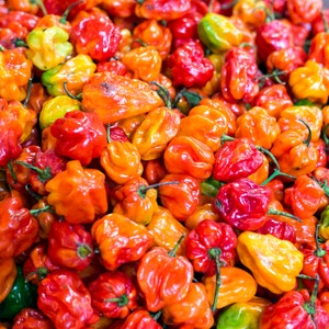 Habanero Hot Peppers | Capsicum chinense |  0.15 g | Homesteading | Pepper Garden | Hot Peppers