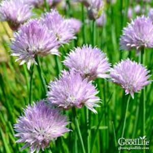 Dolores Chives | Clearance | 25 Seeds | Urban Gardening | Homesteading | Home Gardens | Summer | Herb Gardens