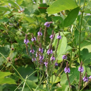 Blue Vervain | Clearance | Verbena hastata | 300 Seeds | Michigan Natives | Veteran Owned