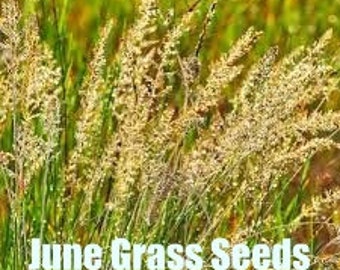 June Grass | Koeleria cristata | 100 Seeds | Native Michigan Plants | Veteran Owned | Pure Michigan | Native Grasses