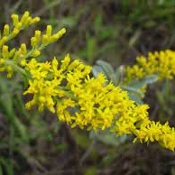 Old Field Goldenrod | North America | Solidago nemoralis | 100 Seeds | Seller | Michigan Native Seeds | Veteran Owned