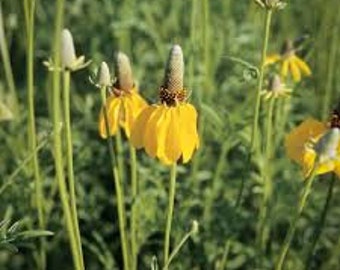 Long Headed Coneflower | North America | Ratibida columnifera | 200 Seeds | Michigan Native Flowers | Veteran Owned