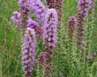 Button Blazing Star | East | Liatris aspera | 35 Seeds | Prairie Restoration | Wildflowers | Michigan Natives | Veteran Owned Business