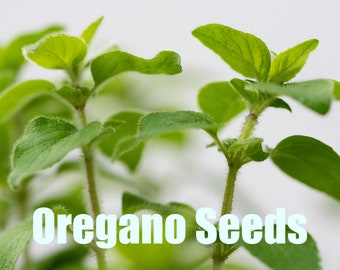 Oregano | 200 Seeds | Heirloom | Urban Gardening | Homesteading | Herbs