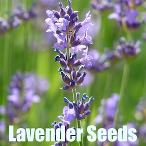 Vera Lavender |  Lavandula angustifolia | 50 Seeds | Perennials | Garden | Bee Friendly Gardens