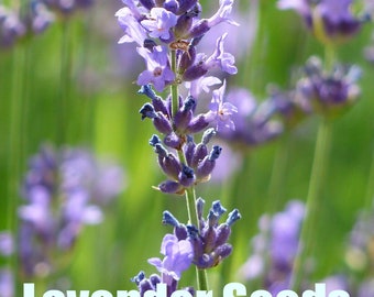 Vera Lavender |  Lavandula angustifolia | 50 Seeds | Perennials | Garden | Bee Friendly Gardens