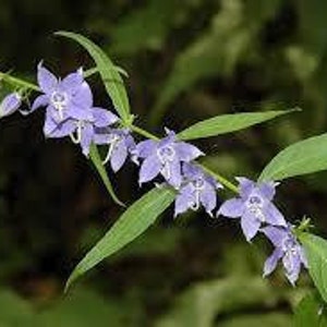 Tall Bellflower | East | American Bellflower |  Campanula americana | 100 Seeds | Veteran Owned Business | Pure Michigan