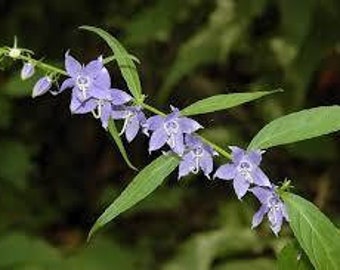 Tall Bellflower | East | American Bellflower |  Campanula americana | 100 Seeds | Veteran Owned Business | Pure Michigan