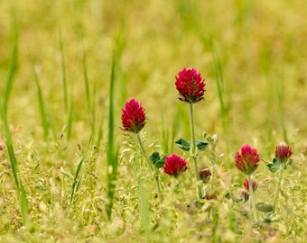 Crimson Clover | Non-Native |  Trifolium incarnatum | Seed Packs | Drop Down Menua | Michigan Owned | Veteran Owned Business