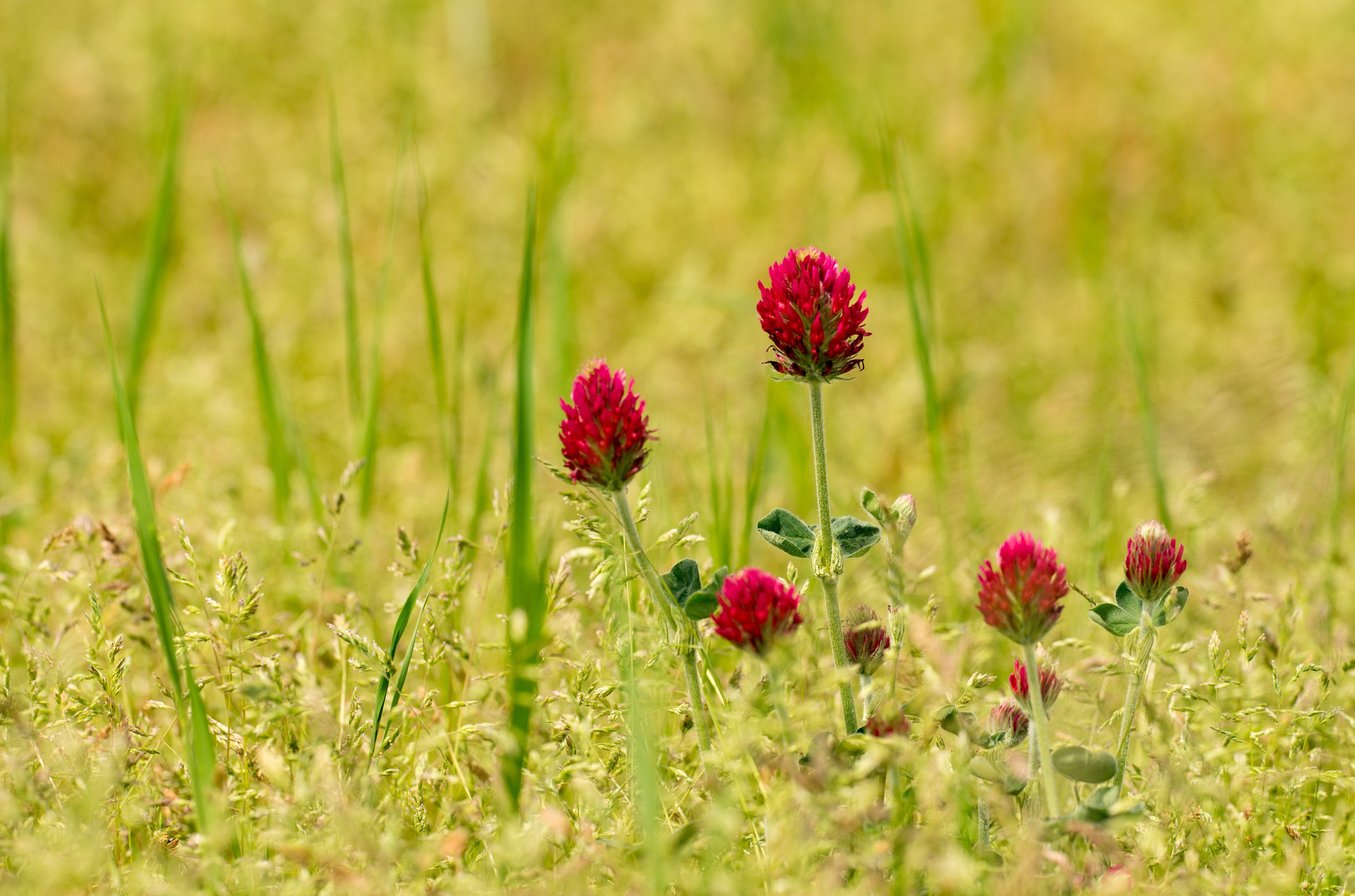  200+ Lucky Clover Flower Seeds Meadow Fields Creeping Plants  Rare Wild Grass : Patio, Lawn & Garden