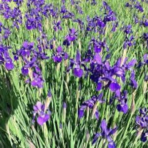 Northern Blue Flag Iris | Northeast | Iris versicolor | 15 Seeds | Perennials | Garden | Blue Flowers | Michigan Native Flowers
