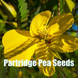 Partridge Pea | East | Chamaecrista fasciculata | 100 Seeds | Native Michigan | Veteran Owned Business | LQBTQ+ Owned