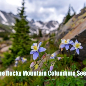 Blue Rocky Mountain Columbine | West |  Aquilegia caerulea | 50 Seeds |  Native Flowers | Perennials | North American Wildlfowers