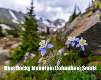 Blue Rocky Mountain Columbine | West |  Aquilegia caerulea | 50 Seeds |  Native Flowers | Perennials | North American Wildlfowers