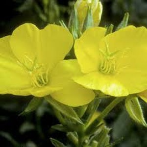 Evening Primrose | North America | Oenothera biennis | Veteran Owned Business| Michigan Native Seeds