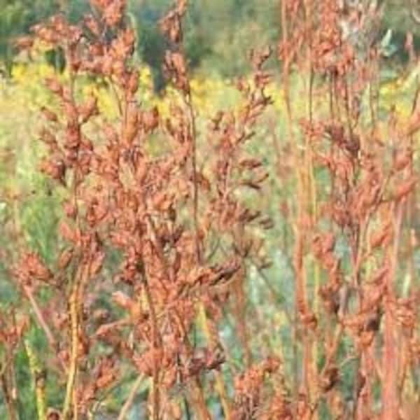 Prairie Alumroot | Clearance | Heuchera richardsonii | 200  Seeds | Collected in Michigan | Native Plants | Prairie Restoration